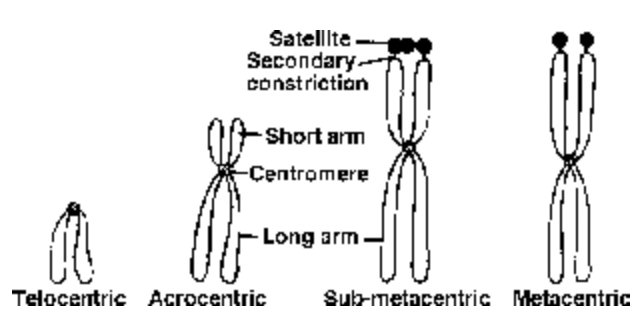 Chromosomes